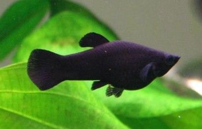 Le black Molly : Tout savoir sur ce poisson d'aquarium - Aquabase